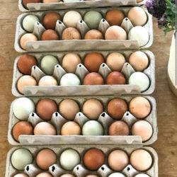 Farm Fresh Eggs