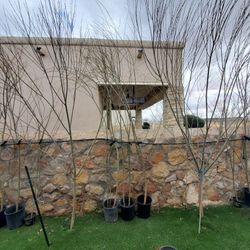 Globe Willow Trees