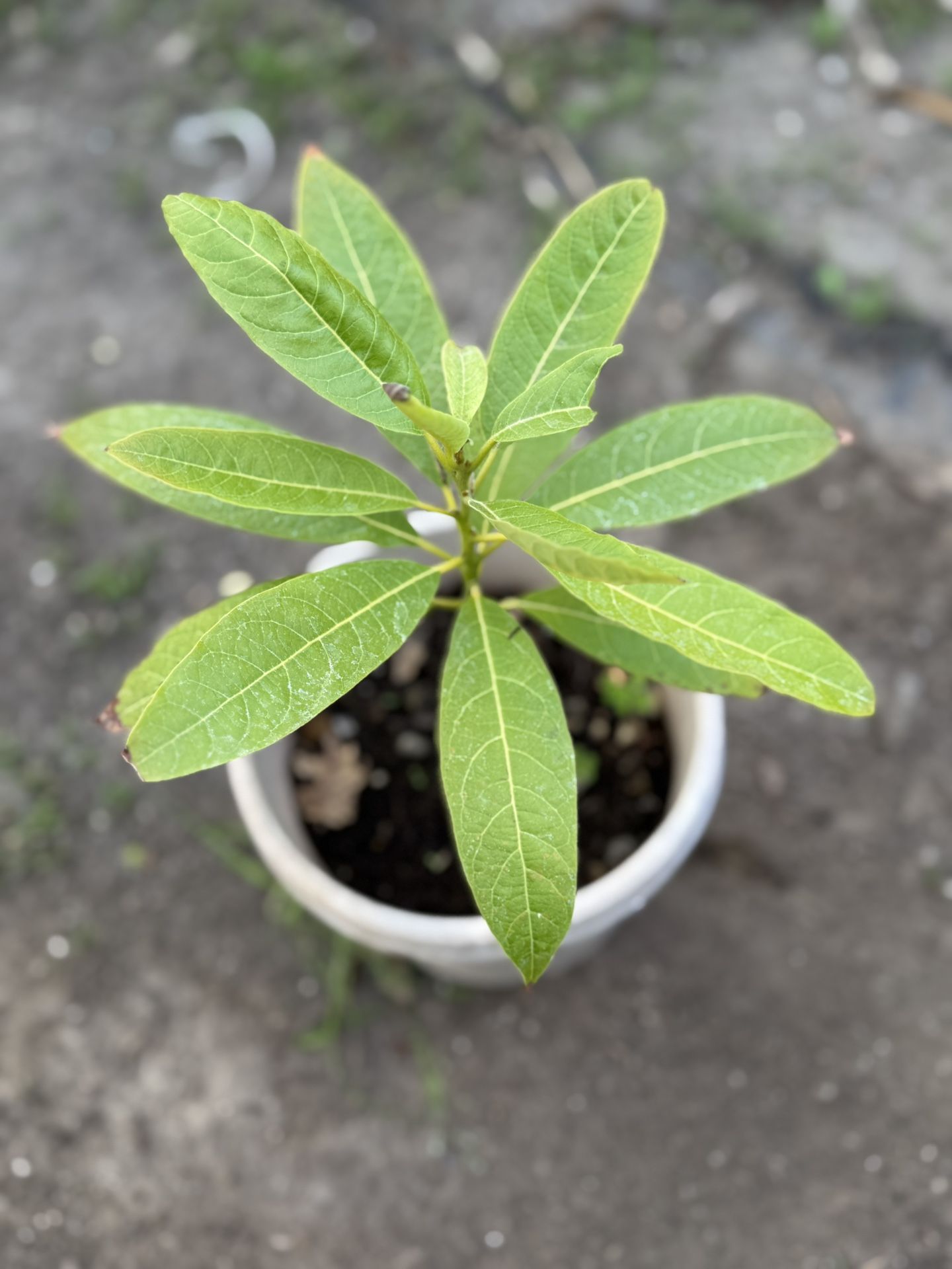 Avocado Plant