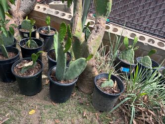 Potted Prickly Pear Cactus Plants