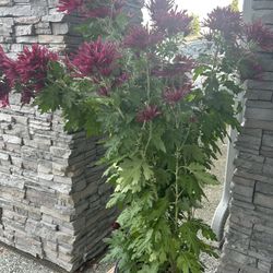 Purple Mum Chrysanthemum Perennial 