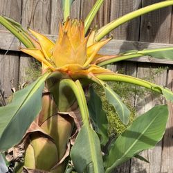 Golden Lotus Banana