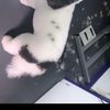 Paws 2 Purrfection Grooming