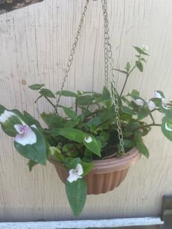 Tradescantia Fluminensis Hanging Plant