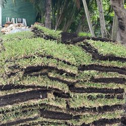 St. Augustine Sod - $225 Per Pallet