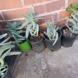 Crassula Falcata - Succulent