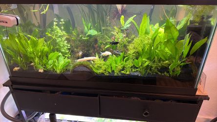 40 breeder 20 long with stand