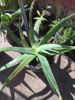 Sábila de penca gruesa crece como maguey