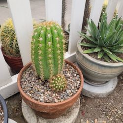 Trichocereus Grandiflora Sun Goddess cactus