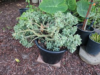 Ripple Jade Plant