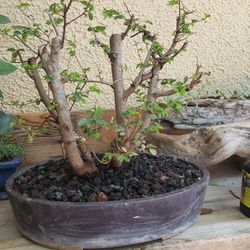 bambus dngen im herbst Bambus Dnger Flora Boost fr gesunde und prchtige Bambuspflanzen