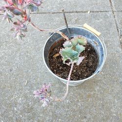 Plant For Sale 