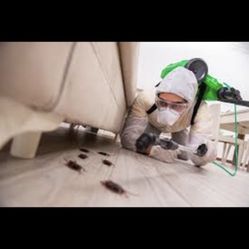 Pest Rats Ants Control 