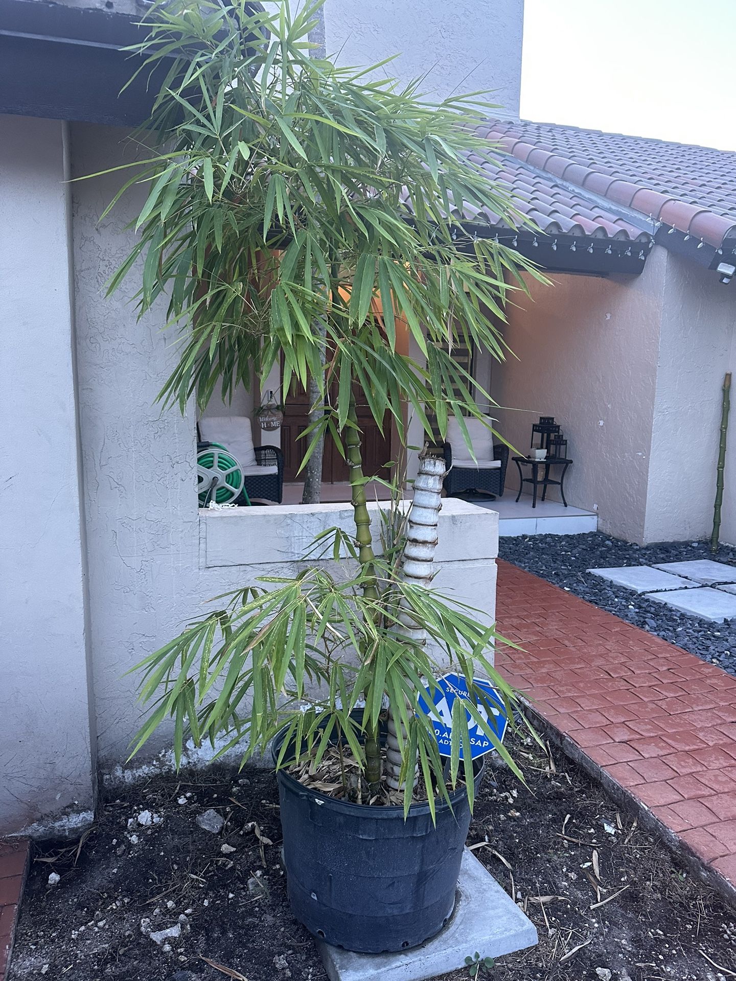 Bamboo Plant
