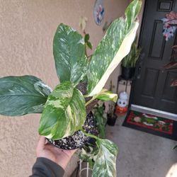 Variegated Monstera Lecheriana Albo $35