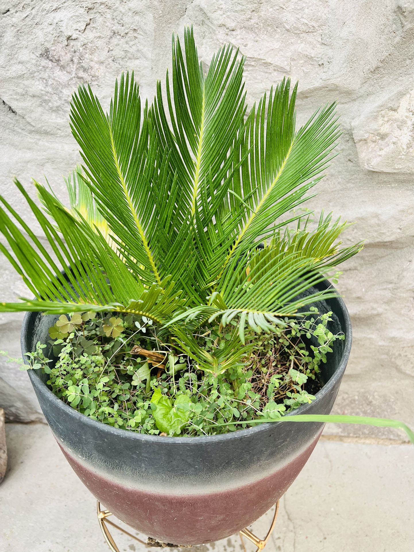 Sago Palm