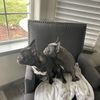 Doug