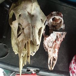 Elk Skull deer Lot
