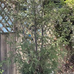 🌲8’ Tall Potted Redwood Tree🌲