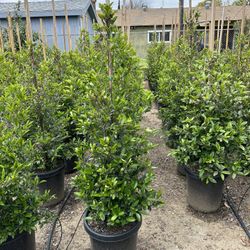 Carolina Cherry Privacy Hedge