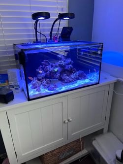 Fake Fish/Reef Tank