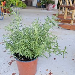 Lavander PLANTS ARRIVE, BEAUTIFUL AND HEALTHY. $10 EACH