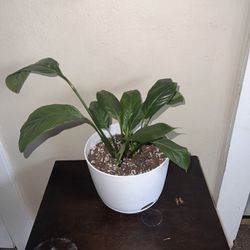 Peace Lily Plant 