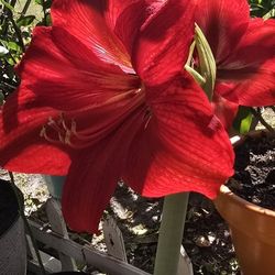 Amaryllis 
