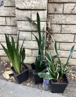 Snake Live Plants