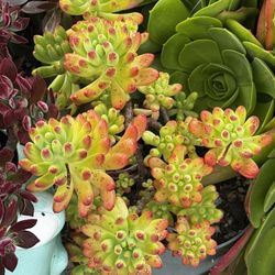Sedum pachyphyllum Rose 