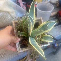 Small Terracota Pot With Succulents 