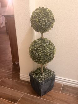 Plant