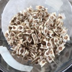 Moringa Seeds