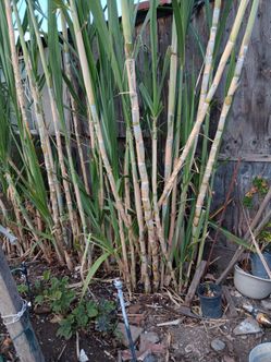 Sugar cane