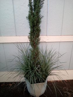 Potted Italian cypress with ornamental grass