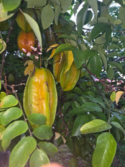 Free Star Fruit