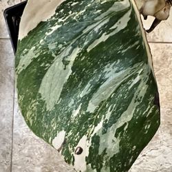 Variegated monstera Albo Plant Cutting (pls Read Description Below)