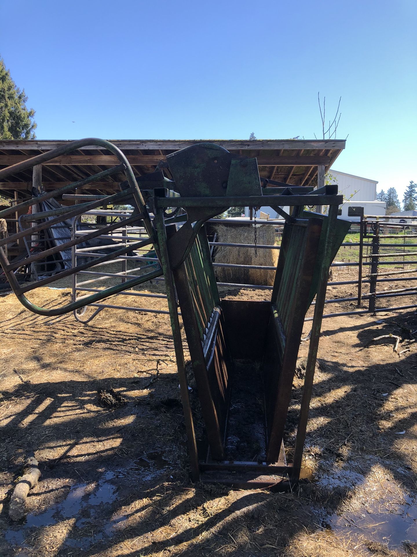Cattle Chute