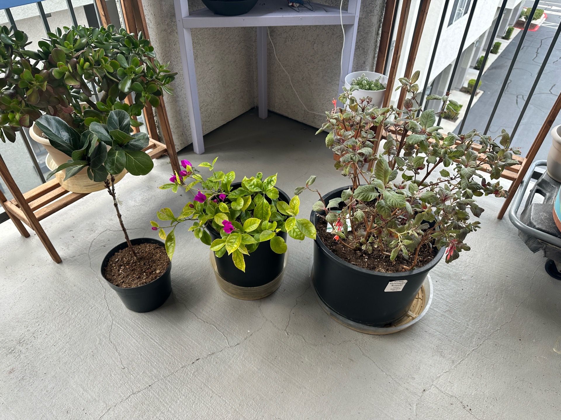 Cheap Plants that need some love