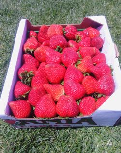 Fresas frescas     Strawberry 🍓🍓🍓🍓