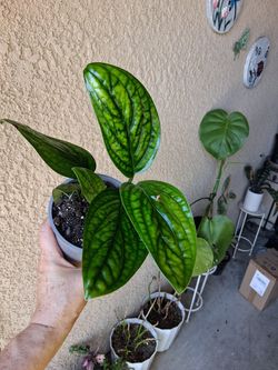 Small Monstera Peru Plant $25