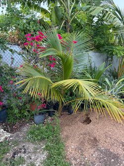 Coconut tree 8-10 ft