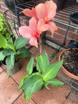 Canna lily