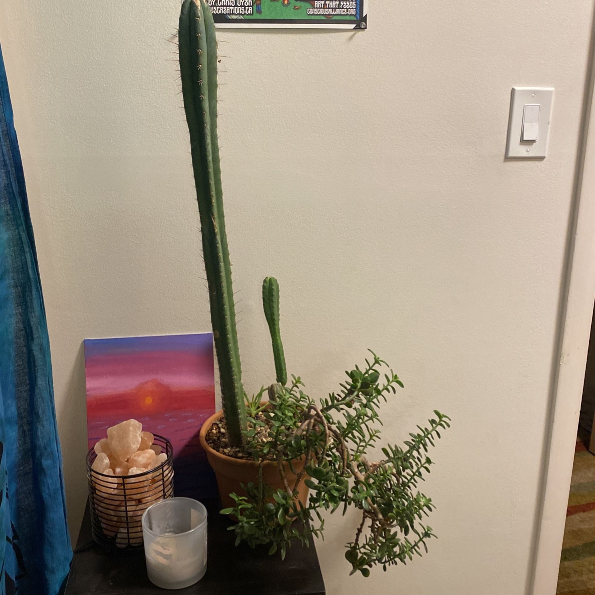 Cactus Succulent Arrangement 
