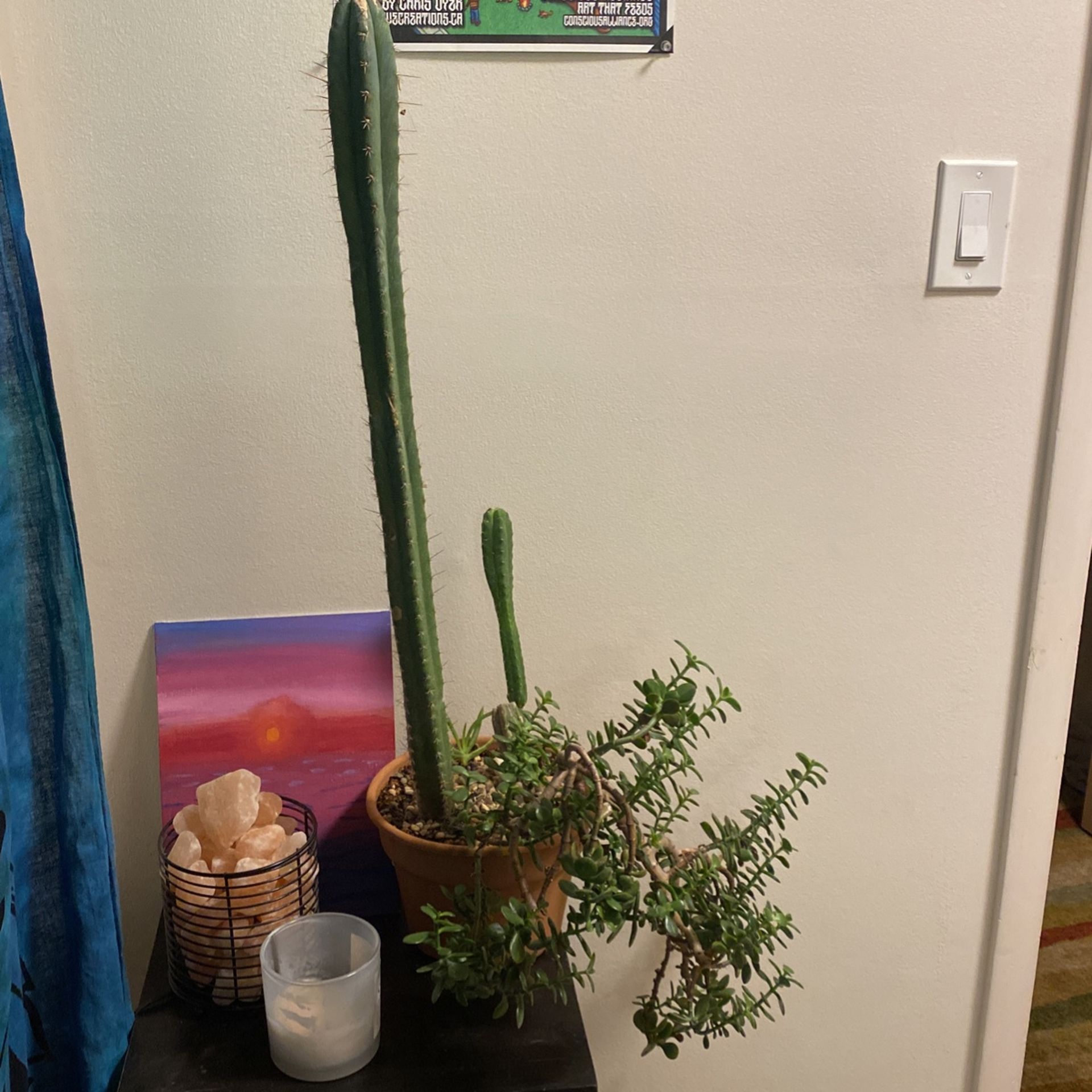 Cactus Succulent Arrangement