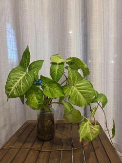 Syngonium Podophyllum Live Plant Cutting