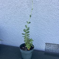 Succulent 2” Planter 