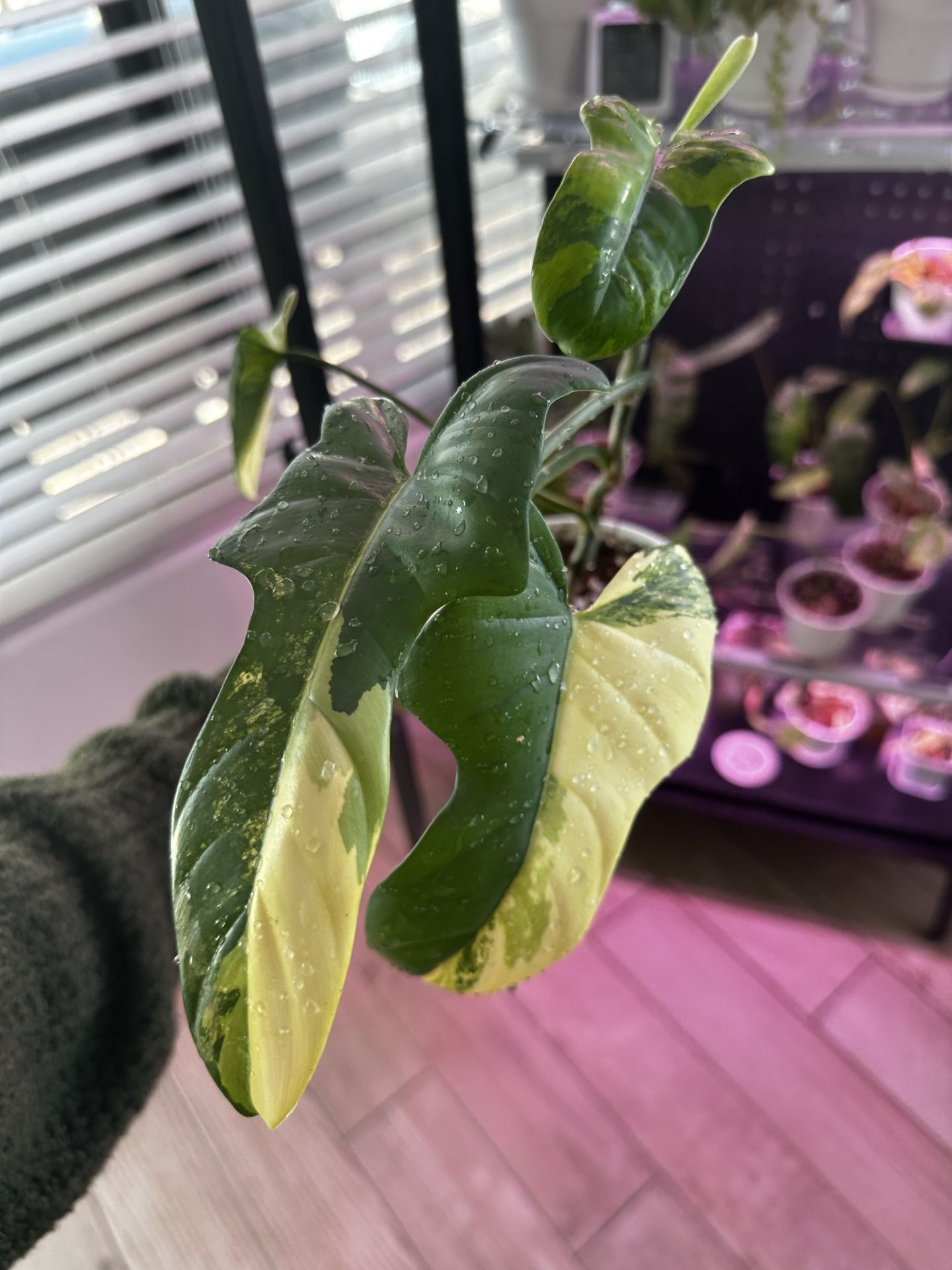 Variegated Bipennifold