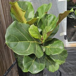 Fiddle leaf fig in 3gallons pot live plants