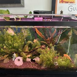 Two Ten Gallon Planted Aquariums With Fish, Filters, Finnex Lights And Heaters 
